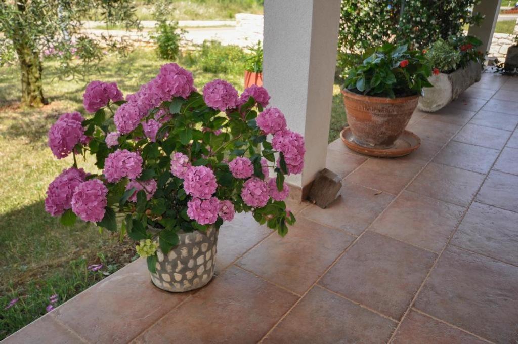 Apartamento Angela Novigrad Istria Exterior foto